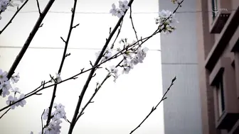 ROYD-300 [中文字幕]一旦发情，校内任何地方都可强行内射！！乡下男学生 99%在校内肆意挥霍青春期肉棒的淫乱转校生 -天音ミシェル